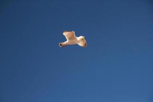 A view of a Seagull in flight photo