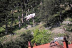 A view of a Seagull in flight photo