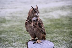 A view of an Eagle Owl photo