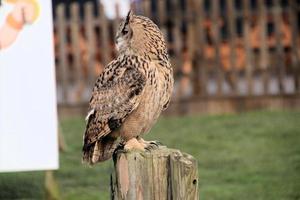 A view of an Eagle Owl photo