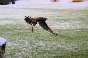 A view of a Harris Hawk in flight photo