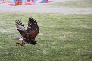 A view of a Harris Hawk in flight photo