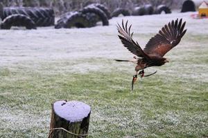A view of a Harris Hawk in flight photo