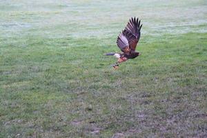 A view of a Harris Hawk in flight photo