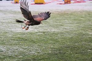 A view of a Harris Hawk in flight photo