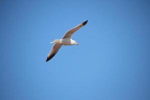 A view of a Seagull in flight photo