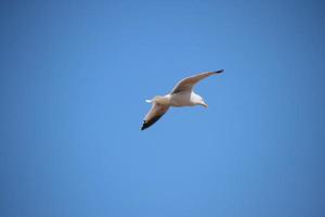 A view of a Seagull in flight photo