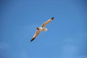 A view of a Seagull in flight photo