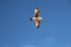 A view of a Seagull in flight photo