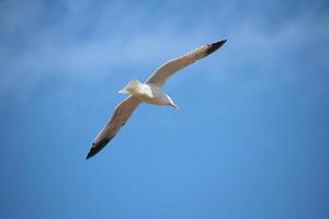 A view of a Seagull in flight photo