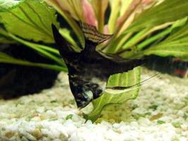 Black and White Scalar Fish Swimming in Home Aquarium photo