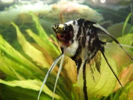 peces escalares blancos y negros nadando en el acuario doméstico foto