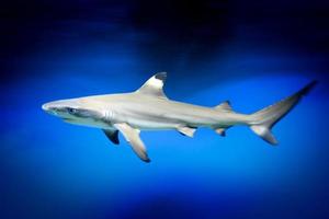 Carcharhinus Melanopterus Shark Swimming underwater, Blue Background photo