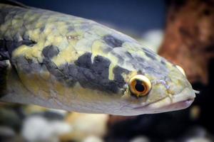Channa Argus Fish - Close-up on Head photo