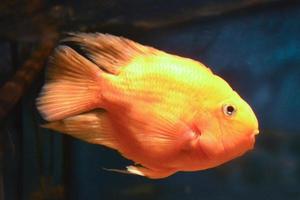 Orange Parrot Cichlid, Blue Background photo