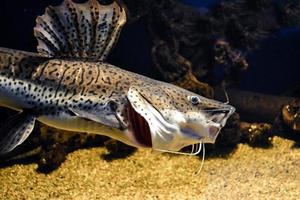 White and Brown Catfish Swimming in Aquarium photo