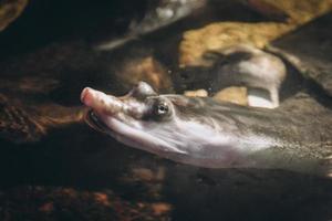 tortuga nadando bajo el agua - primer plano en la cabeza foto