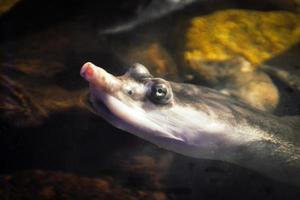 tortuga nadando bajo el agua - primer plano en la cabeza foto