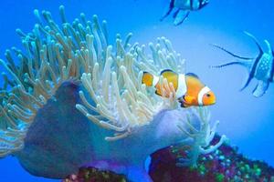 White and Orange Anemone Clownfish, Coral Reef photo