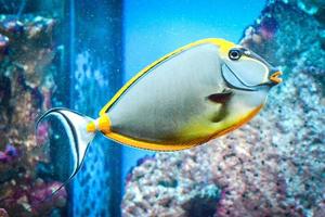 Naso Tang - Tropical Grey and Yellow Fish photo