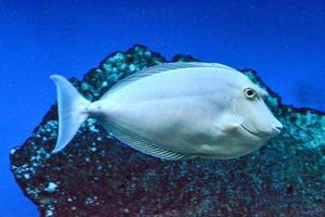 Naso Tang - Tropical Light Grey Fish photo