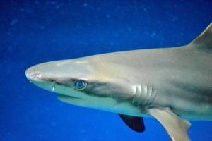 Tiburón carcharhinus melanopterus - fotografía de primer plano en la cabeza, fondo azul foto