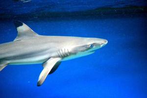 carcharhinus melanopterus tiburón nadando bajo el agua, fondo azul foto