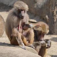 Sitting Baboons, outdoors photo