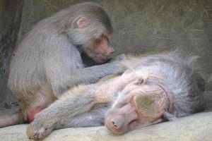 Two Baboons - one Resting, Another Sitting photo