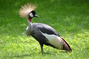 pájaro grúa de pie sobre la hierba foto