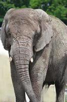 elefante africano - primer plano foto