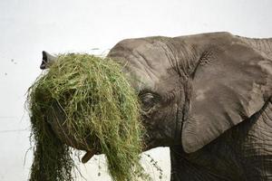 Elephant Holding Straw photo