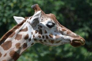 Giraffe - Head, Close-up photo