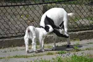 Goats - Mother and Child photo