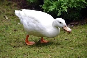 White Goose on a Grass photo