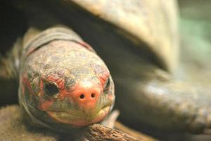 tortuga tortuga - enfoque selectivo foto