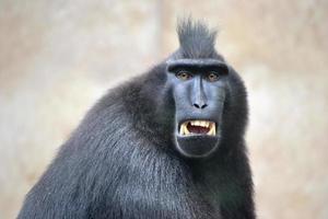 Black Macaque - Close-up on Head photo