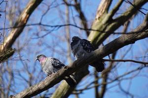 Two Pigeons Sitting on a Tree, Sky in Background photo
