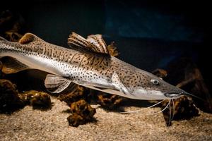 White and Brown Catfish Swimming in Aquarium photo