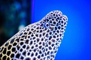 Gymnothorax Javanicus Moray Fish - Close-up on Head photo