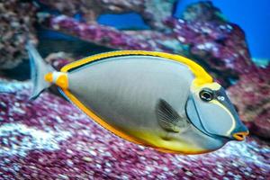naso tang - pez tropical gris y amarillo foto
