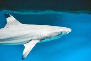 carcharhinus melanopterus tiburón nadando bajo el agua, fondo azul foto