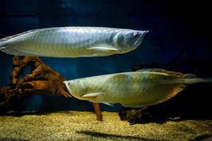 Two Arowana Fish Swimming in Aquarium photo