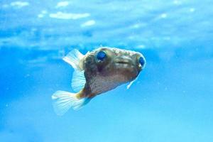 Yellow, Round Puffer Fish Swimming photo