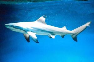 Carcharhinus Melanopterus Shark Swimming underwater, Blue Background photo