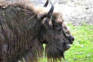 Bison - Side View photo