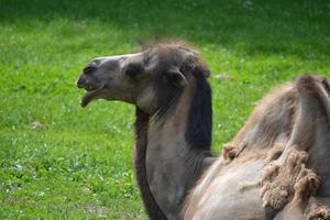 Camel Laying on Grass photo