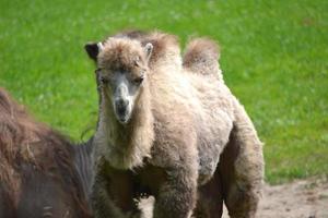 Camel, Grass in a Distance photo