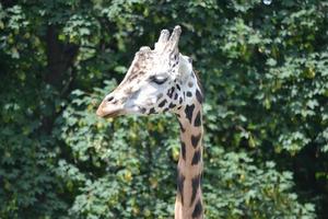 Giraffe - Head, Close-up photo