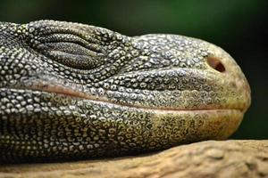 lagarto durmiendo - primer plano en la cabeza foto